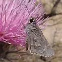 Sheep Skipper - Hodges#4088 - photo 4