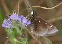 Dusted Skipper - Hodges#4080