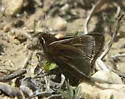 Dusted Skipper - Hodges#4080 - photo 2