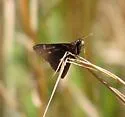 Dusted Skipper - Hodges#4080 - photo 3