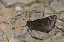 Dusted Skipper - Hodges#4080 - photo 4