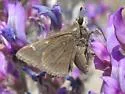 Dusted Skipper - Hodges#4080 - photo 5