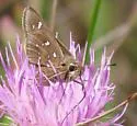 Loammi Skipper - Hodges#4084 - photo 2