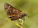 Loammi Skipper - Hodges#4084 - photo 3