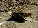 Moon-marked Skipper - Hodges#4082