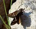 Moon-marked Skipper - Hodges#4082 - photo 2