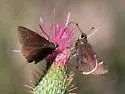 Moon-marked Skipper - Hodges#4082 - photo 3