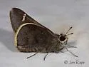 Moon-marked Skipper - Hodges#4082 - photo 4