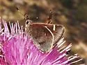 Moon-marked Skipper - Hodges#4082 - photo 5