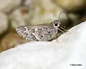 Margarita Skipper - Hodges#4086.1