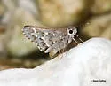 Margarita Skipper - Hodges#4086.1 - photo 2
