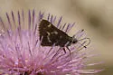 Margarita Skipper - Hodges#4086.1 - photo 3