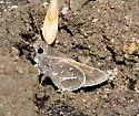 White-Barred Skipper - Hodges#4085