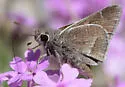 White-Barred Skipper - Hodges#4085 - photo 4