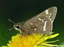 Crystal Skipper - Hodges#4080.1