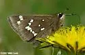 Crystal Skipper - Hodges#4080.1 - photo 2