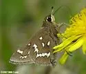Crystal Skipper - Hodges#4080.1 - photo 3