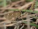 Crystal Skipper - Hodges#4080.1 - photo 4