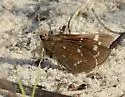 Crystal Skipper - Hodges#4080.1 - photo 5