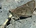 Viereck's Skipper - Hodges#4083