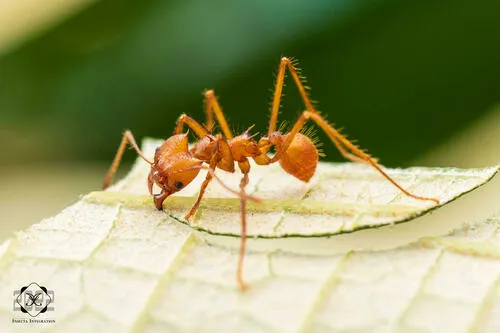Hairy-headed leafcutter ant