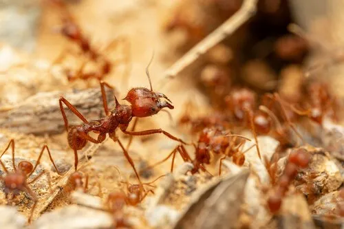 Mexican Leaf-cutting Ant
