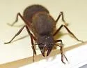 Texas Leaf-cutting Ant - Atta texana