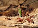 Texas Leaf-cutting Ant - photo 3