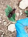 Texas Leaf-cutting Ant - photo 4