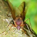 Texas Leaf-cutting Ant - photo 5