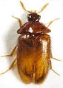 Attagenus bicolor