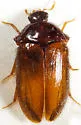 Attagenus bicolor - photo 2