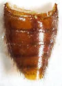 Attagenus bicolor - photo 5
