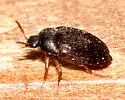 Attagenus brunneus