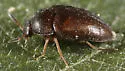 Attagenus brunneus - photo 2