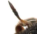 Attagenus brunneus - photo 3