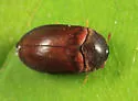 Attagenus brunneus - photo 4