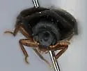 Attagenus brunneus - photo 5
