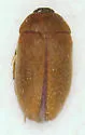 Attagenus lobatus