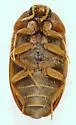 Attagenus lobatus - photo 2