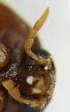 Attagenus lobatus - photo 3