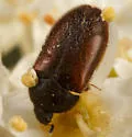 Attagenus rufipennis - photo 2