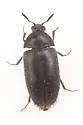 Attagenus rufipennis - photo 3