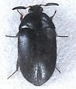 Attagenus schaefferi - Attagenus schaefferi