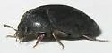 Attagenus schaefferi - photo 2