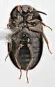 Attagenus schaefferi - photo 3