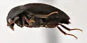 Attagenus schaefferi - photo 4