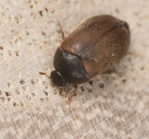 Attagenus smirnovi