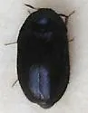 Black Carpet Beetle