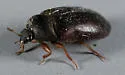 Black Carpet Beetle - photo 2
